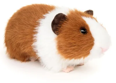 Image de Uni-Toys - Jouet en peluche "Cochon d'Inde" (brun et blanc) - 21 cm (longueur) - Peluche, doudou - Cochon d'Inde brun et blanc (21 cm)