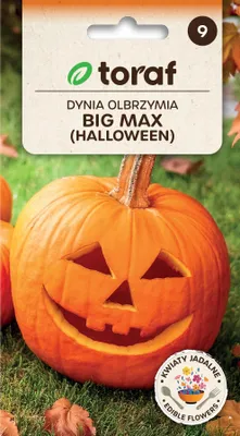Zdjęcie produktu dla Dynia olbrzymia BIG MAX Nasiona 4g Toraf 37 Haloween
