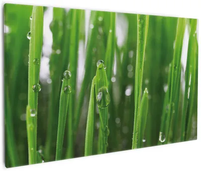 Produktbild von Wallario Premium Leinwandbild Wassertropfen an Grashalmen in Größe 60 x 90 cm