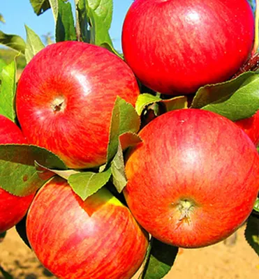 Produktbild von Apfelbaum ´TOPAZ®´ Unterlage M26, wurzelnackt