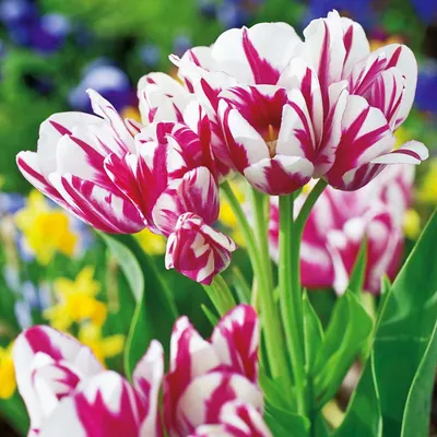 Obrázok produktu pre Tulipány Cibuľky Cibuľky Kvety Viackvetý Tulipán Flaming Club 5 ks.