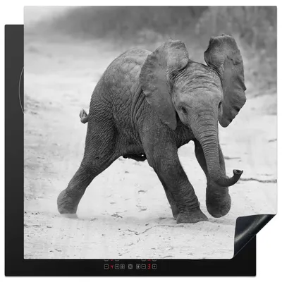 Produktbild von KitchenYeah© Herdabdeckplatte Elefant - Baby - Tiere - Kröte - Schwarz und weiß , 78x78cm, Küche Deko, Glaskeramikkochfeld Herdabdeckung, Abdeckplatte fùr Kochfeld