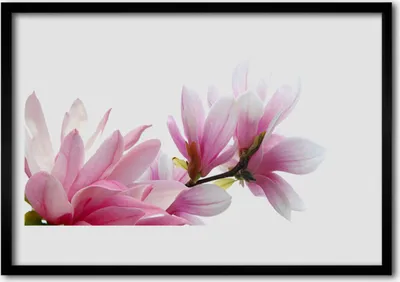 Produktbild von Bild 70x50 MDF-Rahmen Wandkunst Magnolia Blume