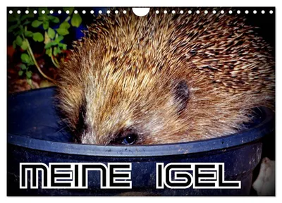 Produktbild von Meine Igel (Wandkalender 2027 DIN A4 quer), CALVENDO Monatskalender