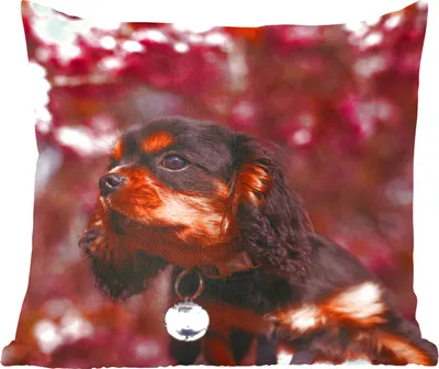 Produktbild von MuchoWow® Zierkissen Sofakissen Wohnzimmer Dekokissen 60x60 cm Rosa Blumen über dem Cavalier King Charles Spaniel - Sitzfläche - Foto Polster