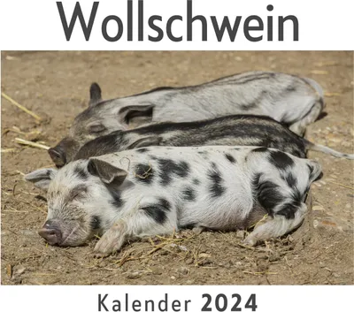 Produktbild von Wollschwein (Wandkalender 2024, Kalender DIN A4 quer, Monatskalender im Querformat mit Kalendarium, Das perfekte Geschenk)