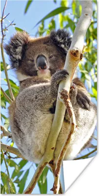 Produktbild von MuchoWow® Poster Koala - Luft - Kinder - Jungen - Mädchen 80x160 cm - Kinderzimmer