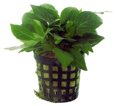 Productafbeelding van Aquafleur Nomaphila Siamensis Parvifolia in 5 cm pot