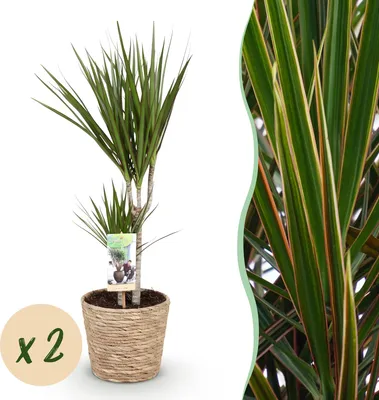 Produktbild von Green boutiQ - Zimmerpflanzen - Dracaena Marginata - Drachenbaum - Pflegeleicht - mit Korb - Grün - 2 Pflanzen - Topf 17cm - Höhe 70-80cm