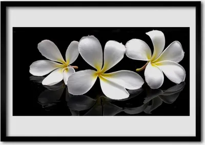 Produktbild von Bild 70x50 MDF-Rahmen Wandkunst Blumen Pflanzen