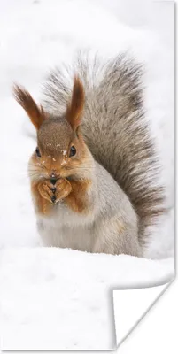 Produktbild von MuchoWow® Poster Eichhörnchen - Tier - Schnee 20x40 cm - Plakat - Foto