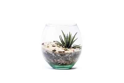 Obrázok produktu pre Gardners Sklenená váza vypuklá, priemer 13 cm - vysadená suchomilnými rastlinami