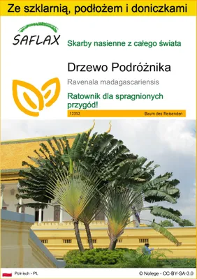 Zdjęcie produktu dla SAFLAX - Zestaw do uprawy - Drzewo Podróżnika - 8 Nasiona - Z mini szklarnią, podłożem uprawowym i 2 doniczkami - Ravenala madagascariensis