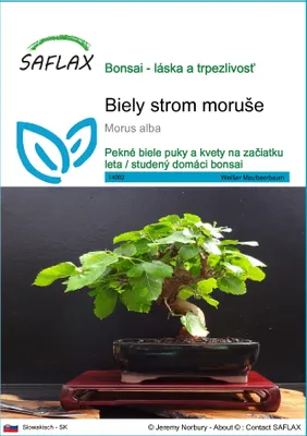 Obrázok produktu pre SAFLAX - Biely strom moruše - Morus alba - 200 Semená