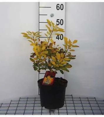 Obrázok produktu pre Cotinus cogg. 'Flamissimo'® - Parukovitý ker 40- 60 cm kontajner