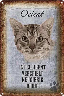 Produktbild von Blechschild Spruch 20x30cm Ocicat Katze verspielt