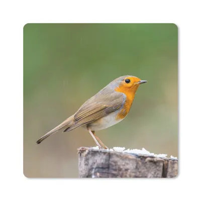 Produktbild von MuchoWow® Mauspad Mousepad Tiere - Vogel - Rotkehlchen 30x30 cm - Mousepads - Maus Mat - Pad - Mausunterlage - Gaming