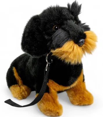 Immagine prodotto di Carl Dick Bassotto, bassotto a pelo ruvido con guinzaglio seduto nero ca. 30cm 3528 Peluche, peluche, peluche