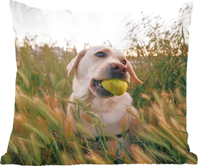 Produktbild von MuchoWow® Zierkissen Sofakissen Wohnzimmer Dekokissen 50x50 cm Labrador Retriever spielt mit einem Tennisball im Gras - Komfort - Sofakissen