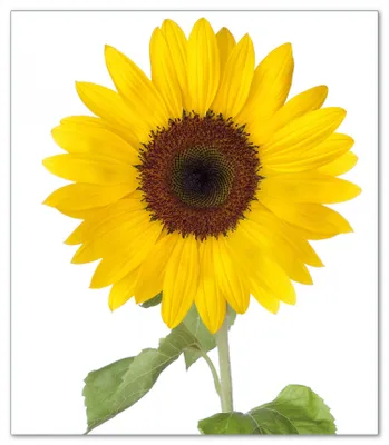 Produktbild von Wallario Herdabdeckplatte aus Glas, Größe 52 x 60 cm 1-teilig, Motiv Sonnenblume