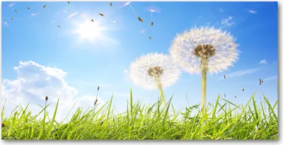 Produktbild von Tulup® Glas-Bild - 100x50 -Wandkunst - Wandbild hinter gehärtetem Sicherheitsglas  - Blumen & Pflanzen - Pusteblumen - Grün