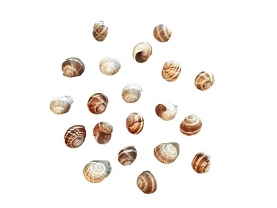 Produktbild von Schnecken Set 20 Stück