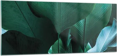 Produktbild von Bilder auf glas - Einteilig - Blätter Palmen Banane - 100x40cm - Glasbilder - Wandbilder - Bilder - zum Aufhängen bereit - Wanddekoration aus Glas - Glas Bilder - Wandbild auf Glas - GAB100x40-4694
