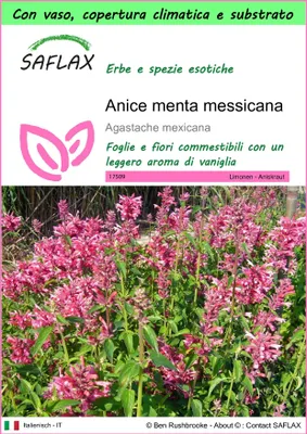 Immagine prodotto di SAFLAX Garden to go - Anice menta messicana - 50 semi - Agastache