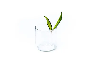 Obrázok produktu pre Gardners Hoya Wayetti Tricolor - odrezky na zakorenenie