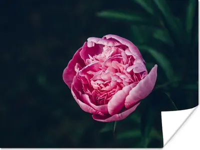 Produktbild von MuchoWow® Poster Blumen - Rosa - Rosen 160x120 cm - Foto Plakat