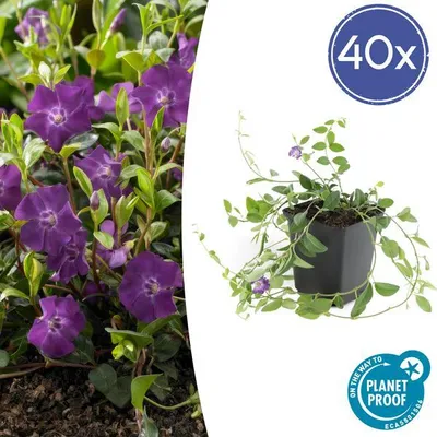 Produktbild von Trendyplants - Vinca minor 'Atropurpurea' - 40 Pflanzen - Immergrün - Winterhart - Höhe 10-25cm - Topfgröße Ø9cm