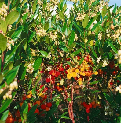 Produktbild von Arbutus unedo 'Compacta', Erdbeerbaum, immergrün, 40–60 cm