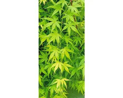 Obrázek produktu pro Javor dlanitolistý převislý Acer palmatum 'Ryusen' polokmen 40 cm květináč 3 l