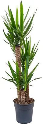Obrázok produktu pre Gardners Yucca, priemer 24 cm