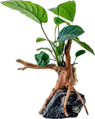 Produktbild von Anubias Barteri Wasserpflanze auf Moorkienwurzel mit Seyiru Steinen für Aquascaping