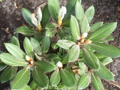 Produktbild von Rhododendron bureavii Volce - Wild Rhododendron 30-40cm