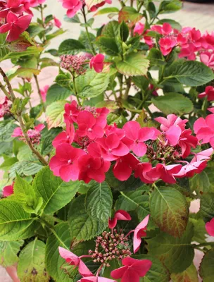 Produktbild von Bauernhortensie Hydrangea macrophylla kardinal Tellerblüten 30 - 40 cm