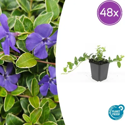 Zdjęcie produktu dla Vinca minor 'Argenteovariegata' | 48 sztuk - 10-25cm - Ø9cm - Roślina ogrodowa