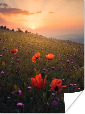 Produktbild von MuchoWow® Poster Blumenfeld - Gras - Pflanzen - Sonnenuntergang - Orange 120x160 cm - Wandbilder