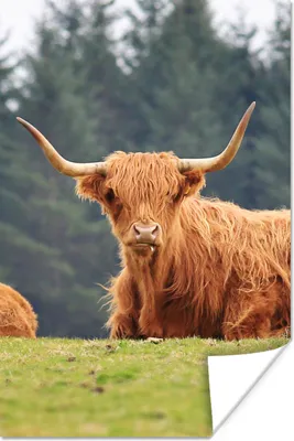 Produktbild von MuchoWow® Poster Schottische Highlander - Gras - Wald 60x90 cm - Wanddekoration