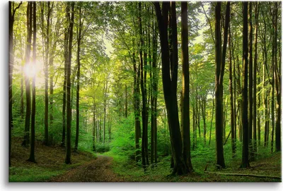 Obrázek produktu pro Plátno nástěnný obraz do ložnice stromy zelený les 80x120cm