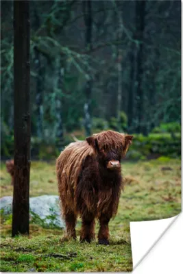 Produktbild von MuchoWow® Poster Schottisches Hochlandrind - Wald - Moos 60x90 cm - Wanddekoration