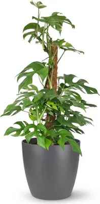Immagine prodotto di Monstera Minima su bastone di muschio, 90cm, pianta da appartamento con foglie