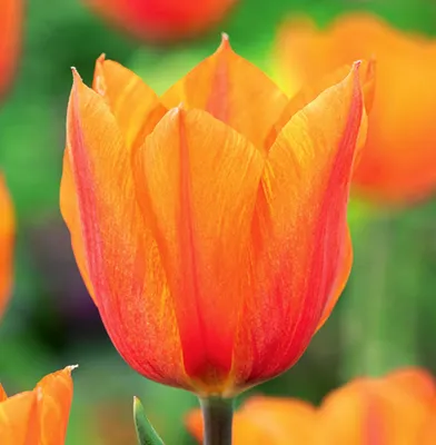 Obrázek produktu pro Tulipány Květinové cibulky Cibulky Květiny Tulipánové cibulky Tulipán El Nino 5 ks.