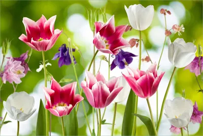 Produktbild von Wallario Wandbild aus Acryl, 90 x 60 cm, freischwebende Optik - Blühende Blumen im Frühling in pink und weiß