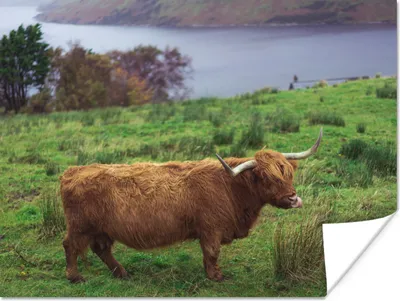 Produktbild von MuchoWow® Poster Schottische Highlander - Gras - Wasser - Tiere 160x120 cm - Foto Plakat