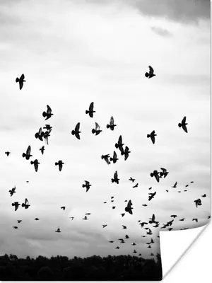 Produktbild von MuchoWow® Poster Tiere - Vögel - Wolken - Schwarz - Weiß 120x160 cm - Wandbilder