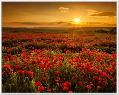 Produktbild von Wallario Wandbild Mohnblumenwiese bei Sonnenuntergang am Abend, Größe: 40,30 x 50,30 cm, Poster mit weißem Aluminiumrahmen