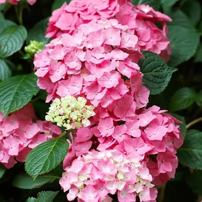 Obrázek produktu pro 2 x  hortenzie  - Hydrangea macrophylla 'Pia'  | 25-30 cm v kontejneru