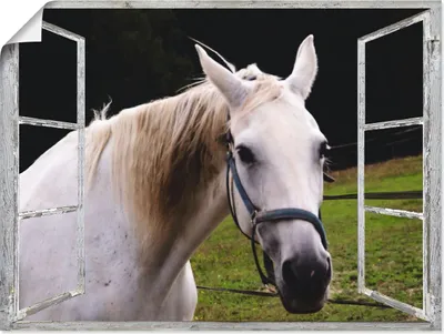 Produktbild von Christine Nöhmeier: Fensterblick - weisses Pferd, Produkt:Poster, Größe:60x80 cm / Poster